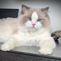 Samantha + Saffron profile